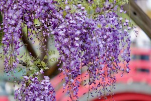 Kameido Wisteria flowers