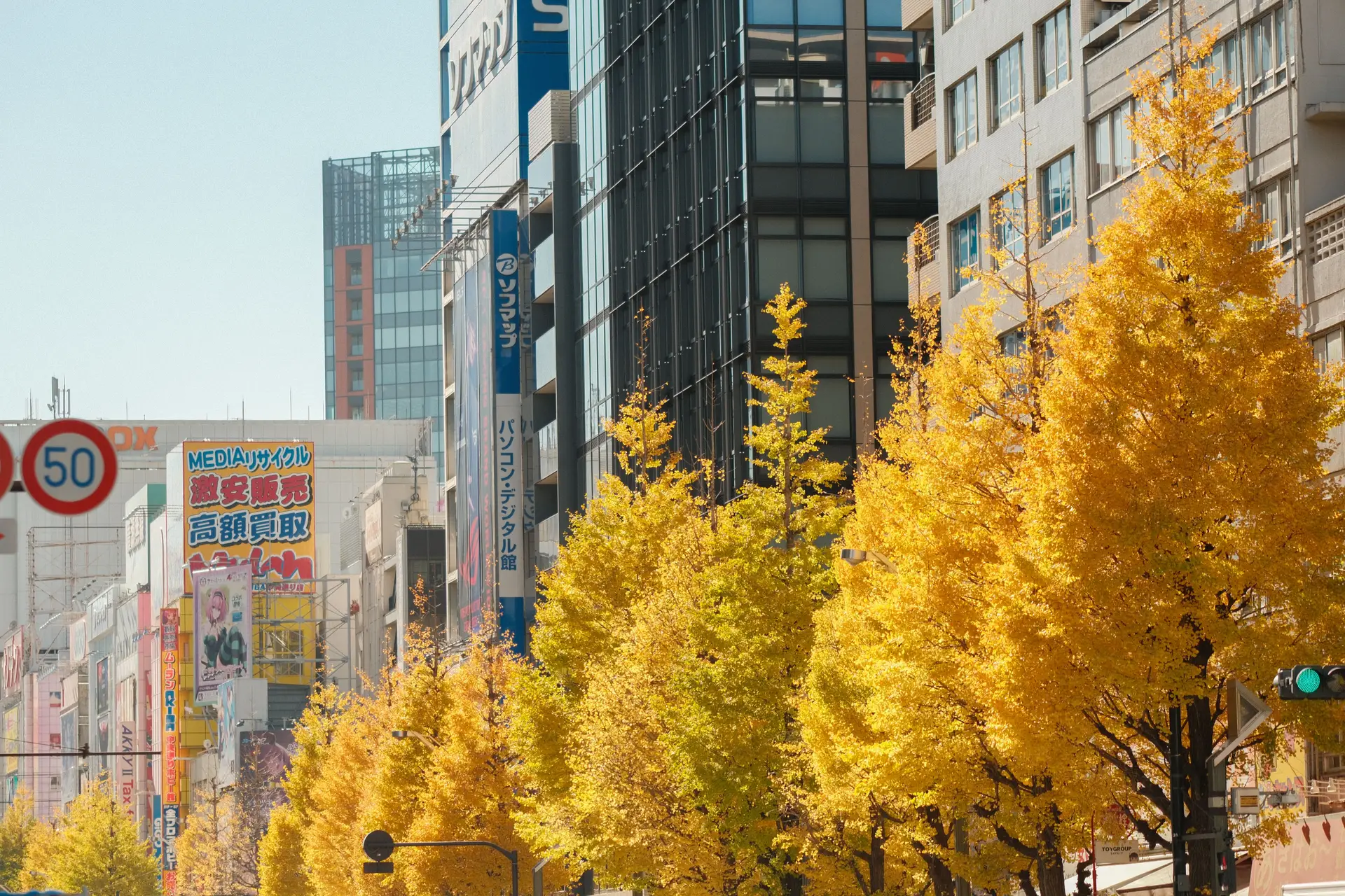 Golden ginkgo tree-lined avenue with Tokyo high-rise buildings in the background